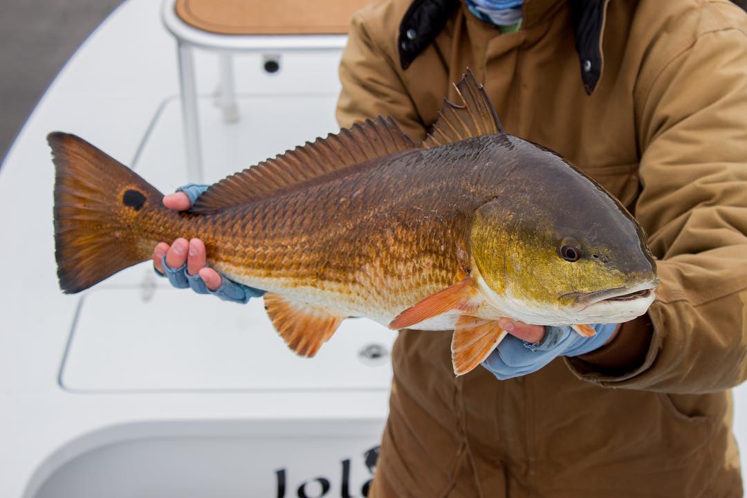 Beautiful over slot redfish!