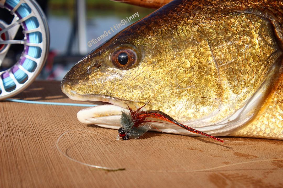 Nothing like catching slot redfish one 6wt! Fly courtesy of … | Skiff Life