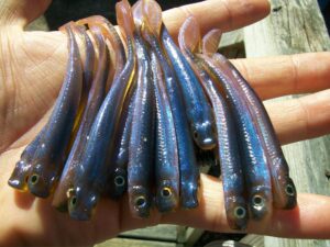 The Art of Handpoured Baits with Paul Krew