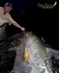 MONSTER 140# Tarpon released out of Miami