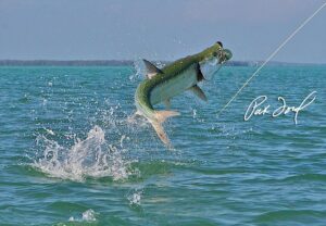 Amazing capture while Tarpon Fishing by Pat Ford.