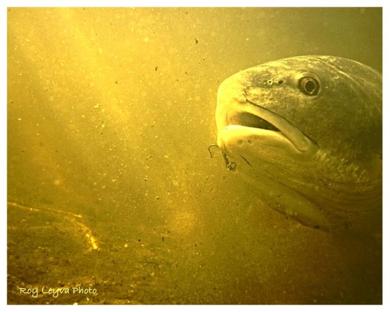 Roy Leyva using the Rapala Skitter Walk to catch the Red Drum