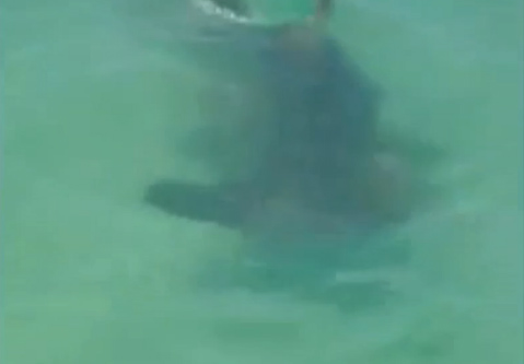 Monster Hammerhead Shark in Bradenton