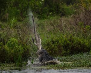 Gator Smackdown!  Neil A. Furlong witnesses an amazing fight between two gators!