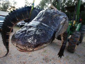 Alabama family battles 1,000 pound Alligator!