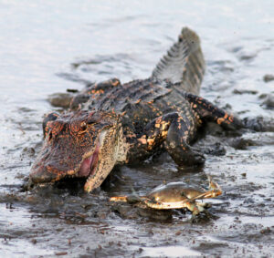 Gator plays TAG with a crab!