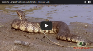 Mossy Oak claims to have found world record cottonmouth