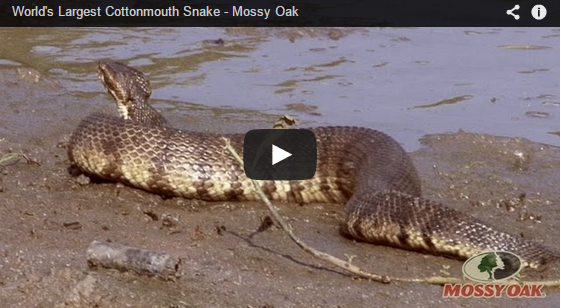 duck-hunting-blick-cottonmouth