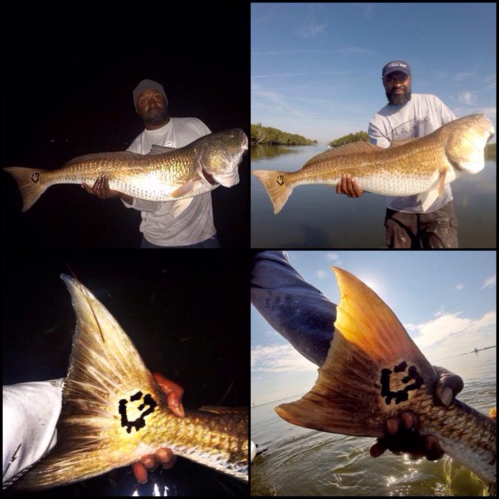 Mike Goodwine catches the same unique spot Redfish within 10 months!