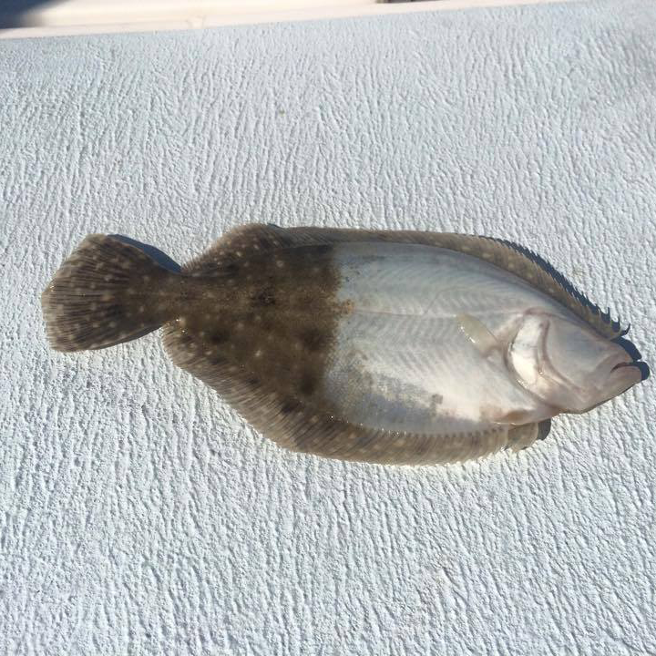 flounder