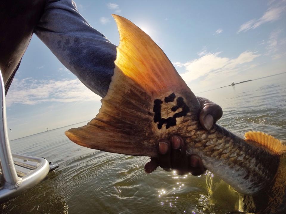 Mike Goodwine catches the same unique spot Redfish within 10 months!