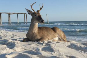 Panama City, The Vacation Capital of the World…For Deer!
