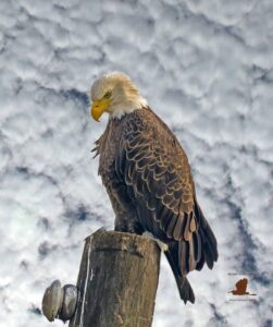 Fishing Eagle Demonstrates Patience