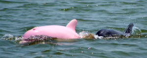 Pinky, the Pink Dolphin spotted mating in Calcasieu River