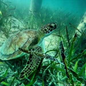Sea Turtle in Elbow Cay, Bahamas