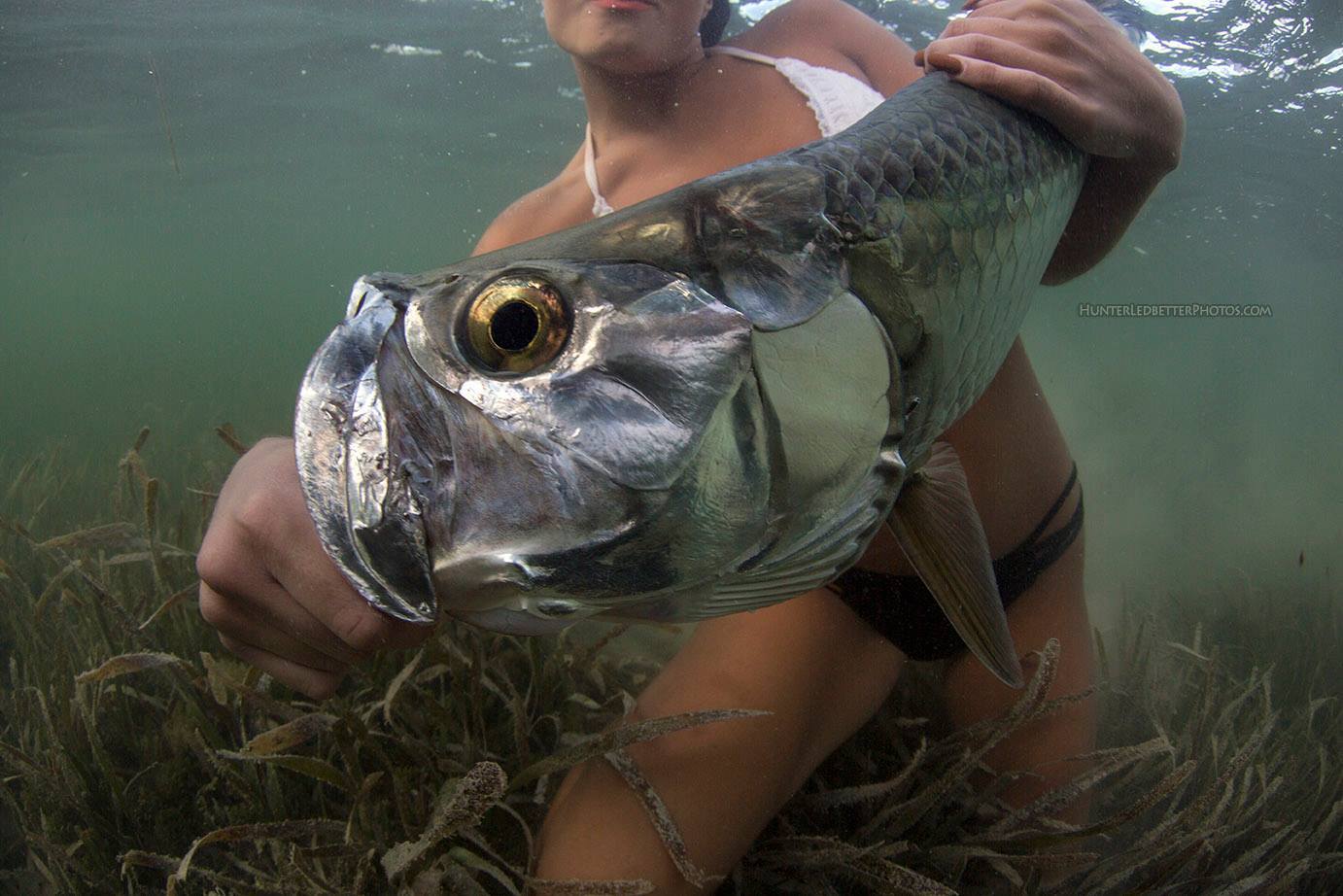Tarpon, The Silver King.