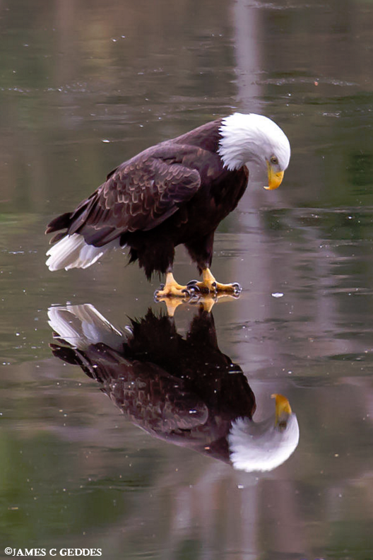 James Geddes Eagle