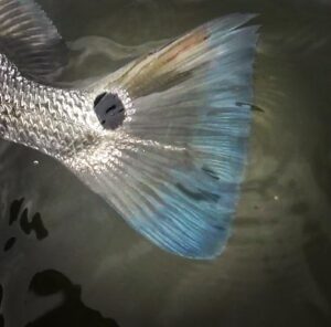 Blue highlighter or nature?  #redfish #red drum #redfishspots #redfishdistrict #…