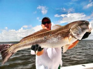 50 inch #coastalgeorgia Bull Redfish caught with #georgiasportfishing charters n…