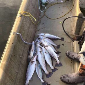 Crushed em #speckledtrout #zmanfishingproducts #moreheadcity #skifflife #marsh…
