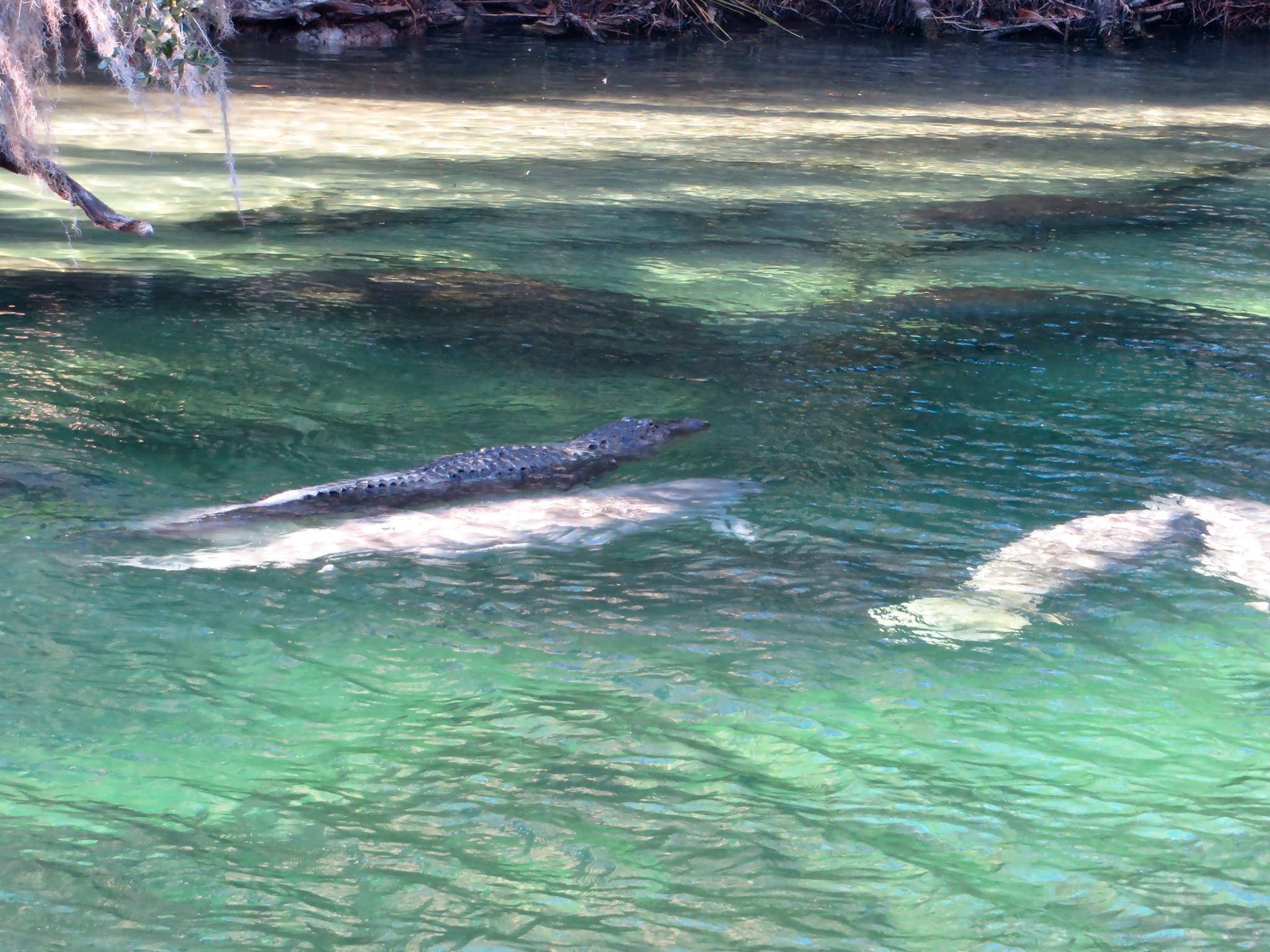 gator-manatee-ride