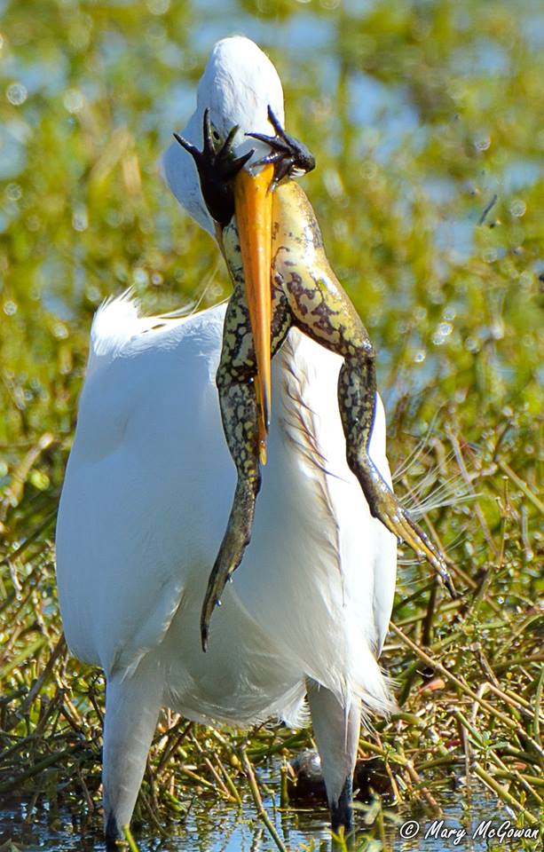 egret-baits