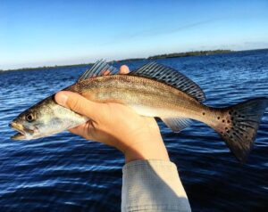 A rare sight, #hybrid #trout

#spottedseatrout #speckledtrout #speckledseatrout …