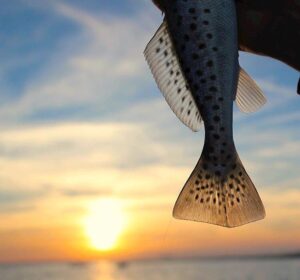 Speckled trout from …