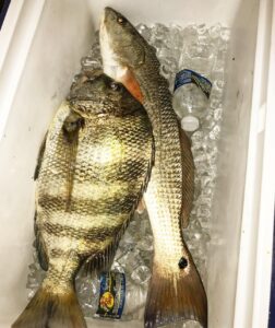 A couple in the cooler from the other day #tightlinecrew#groceries#redfish#sheep…