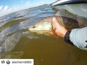 @alexheim8965 releasing his 1st of many redfish of the day in
Mosquito lagoon!!…