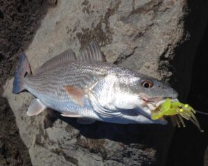 Got my first #redfish on a #vudushrimp.
.
.
.
.
.#egretbaits#reddrum#bluetail#sp…