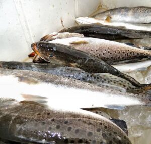 Speckled Trout Fishing with #georgiasportfishing charters near #jekyllisland – -…