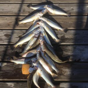 Stringer full #fallfishing #whitetrout #mobilebay #fishing #vudushrimp #poppinco…
