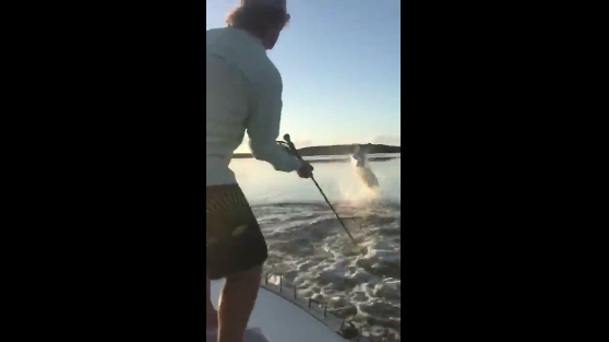 everglades-tarpon-fishing-flyfishing