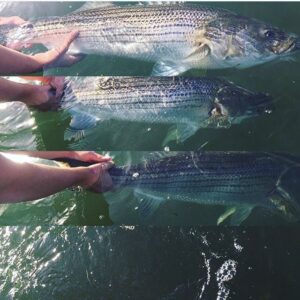 Let em go, let em grow #striper #striperfishing #fishing #fishersisland #longisl…