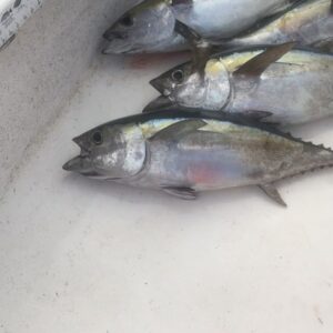 #suncoastfishingcharters #stoking #allyouwant #skifflife #gotemon #biting #bluew…