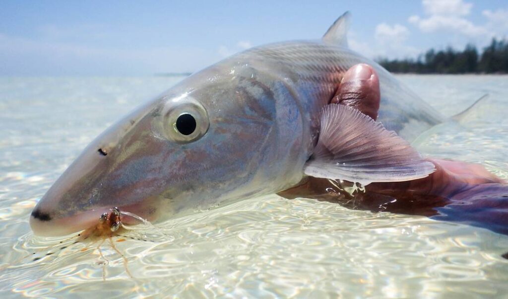 Fly Fishing for Bonefish is time well spent.