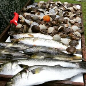 Carolina Skiff – We had a great day fishing and scalloping.                   …
