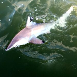 Go away sharks! We caught way too many of these guys today. Water needs to cool …