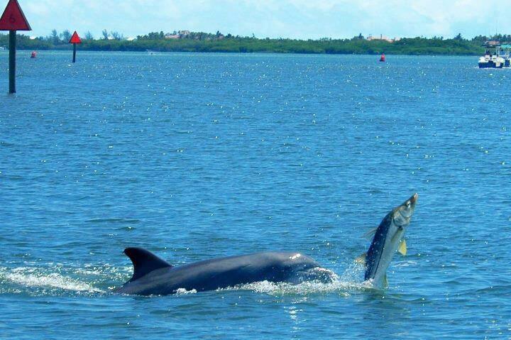 dolphin ambush fish