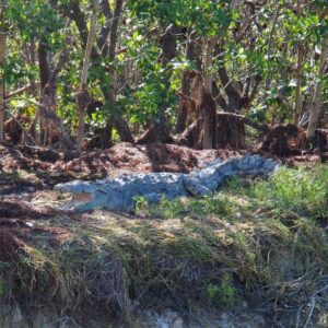 American Crocodile on the bank of the East Cape Canal.         …