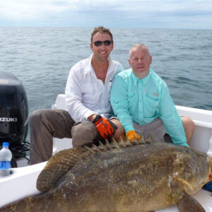 Crazy big golliath grouper(jewfish)      …