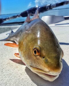 Just a little Sunday Fun day redfish action on the lagoon!!                     …