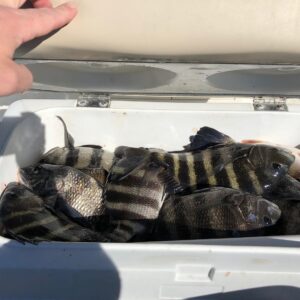 The cooler was full.  Reds, drum and sheepshead.
                        …