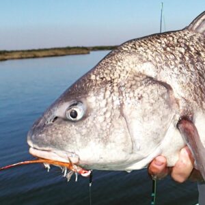 Black drum taken on same jig as red in previous post.          …