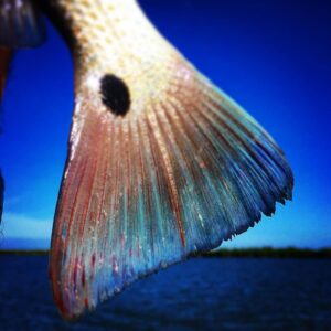 Redfish. Dreaming of blue tails