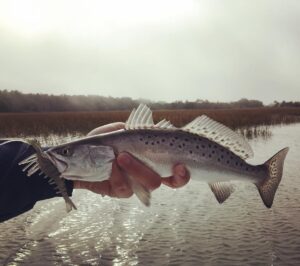 Vudu shrimp getting the job done on speckled trout