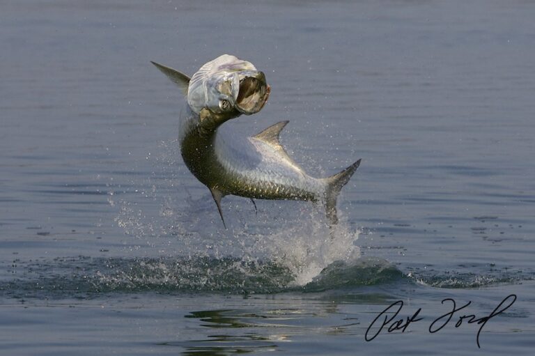 tarpon fishing florida