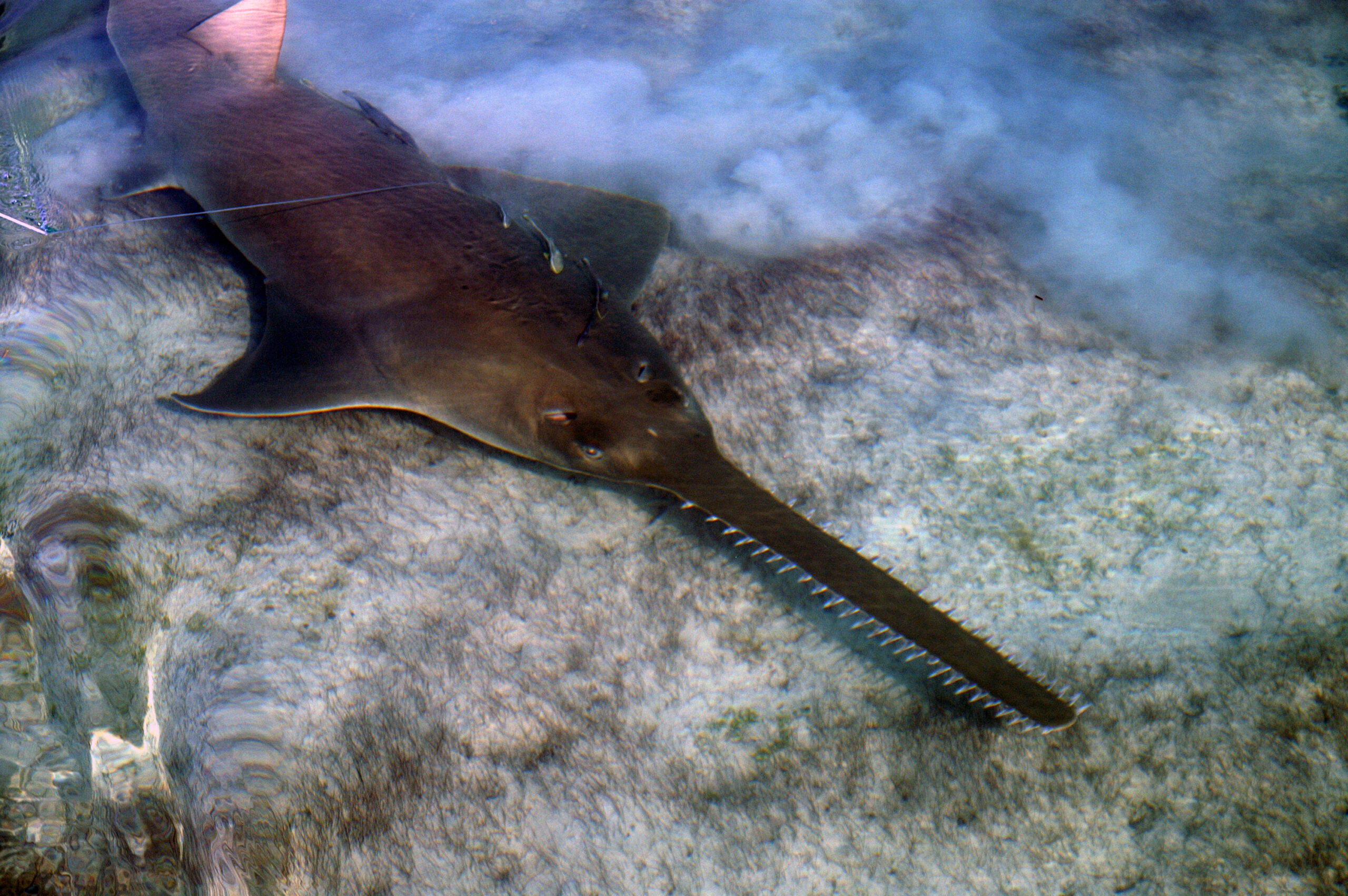 Sawfish Photo by Dean Grubbs