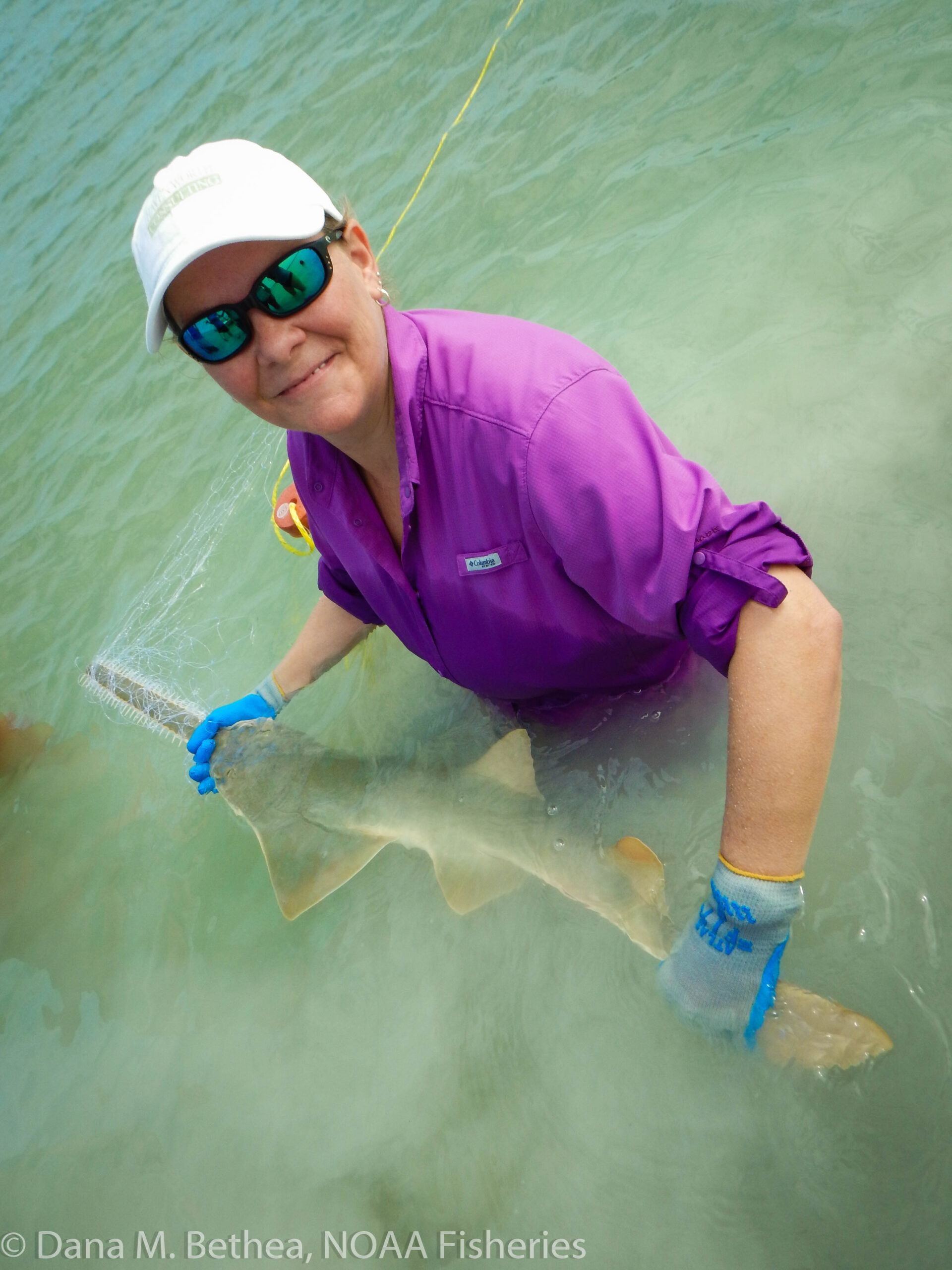 Sawfish Photo by Dana Bethea